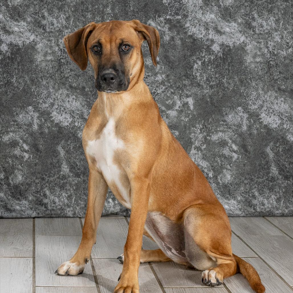 Enlarge Candy, a Adoptable Hound in Newport, TN image 1/5