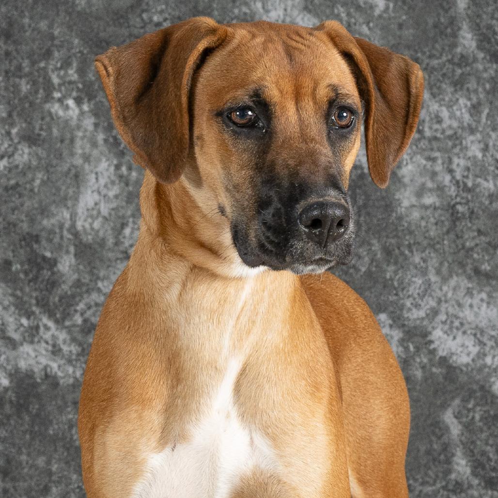 Enlarge Candy, a Adoptable Hound in Newport, TN image 2/5