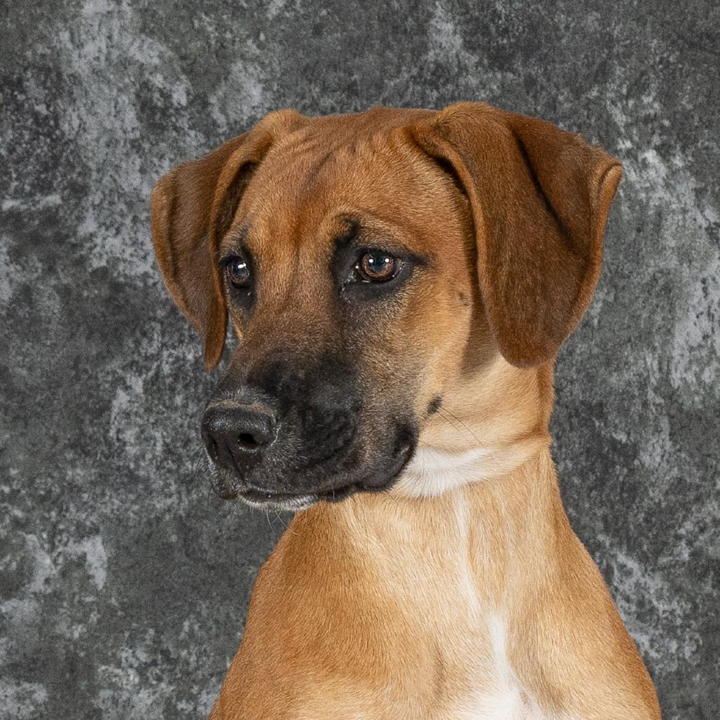 Candy, Adoptable, Young Female Hound.