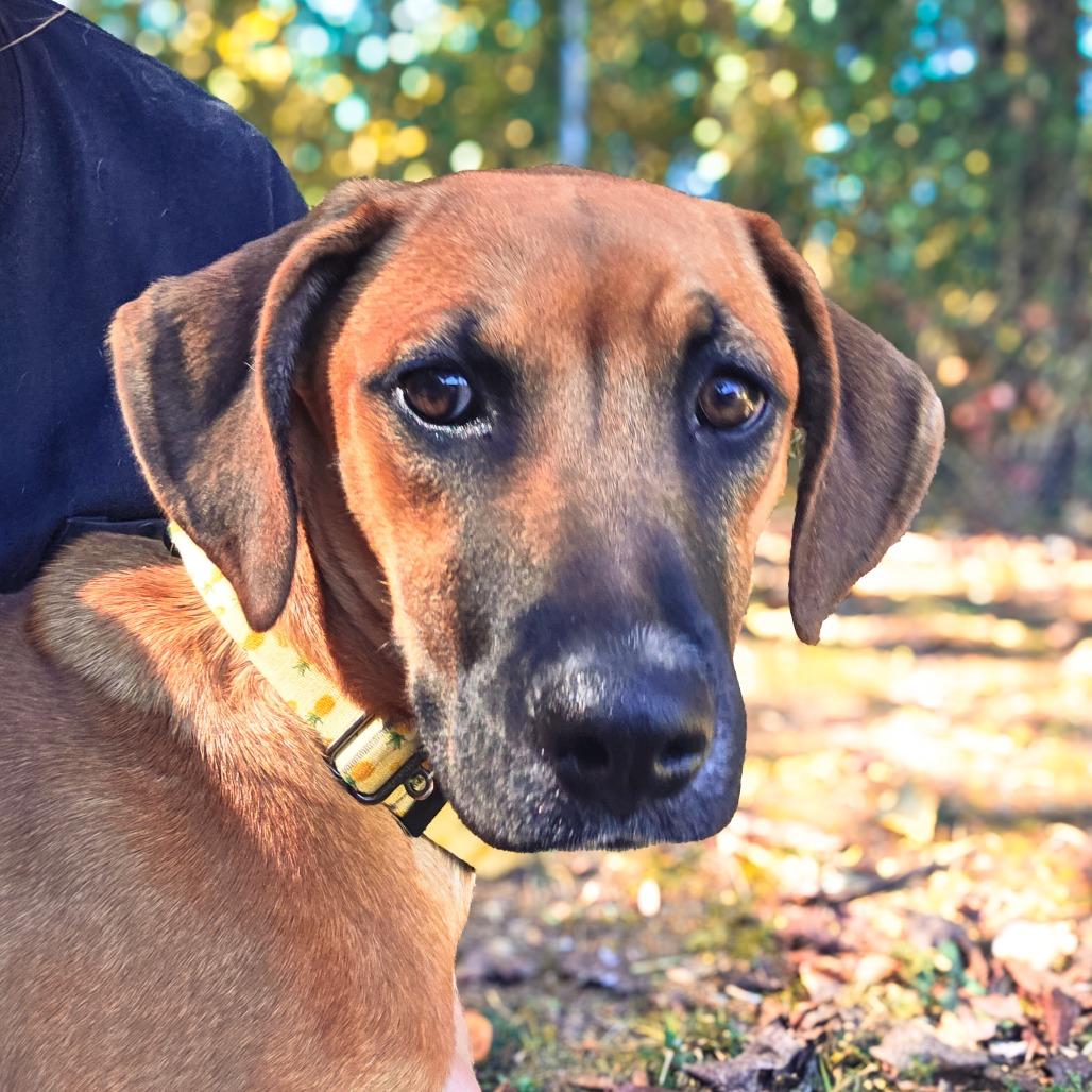 Enlarge Candy, a Adoptable Hound in Newport, TN image 4/5