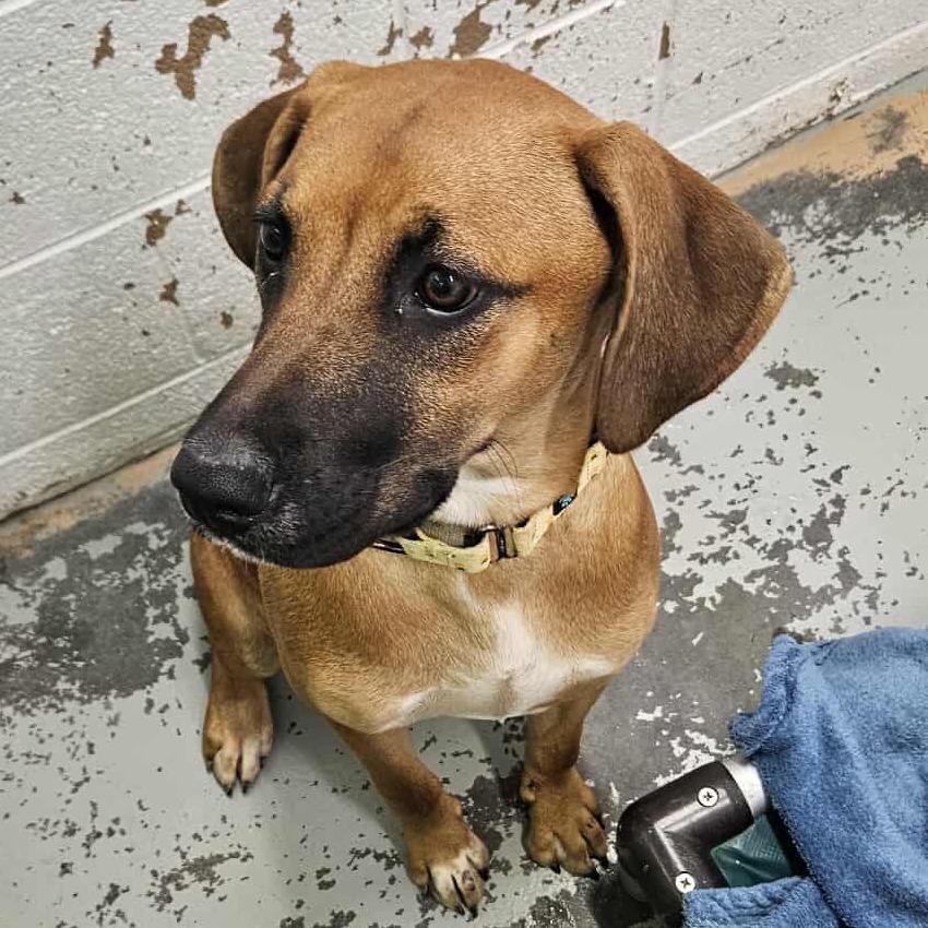 Enlarge Candy, a Adoptable Hound in Newport, TN image 5/5