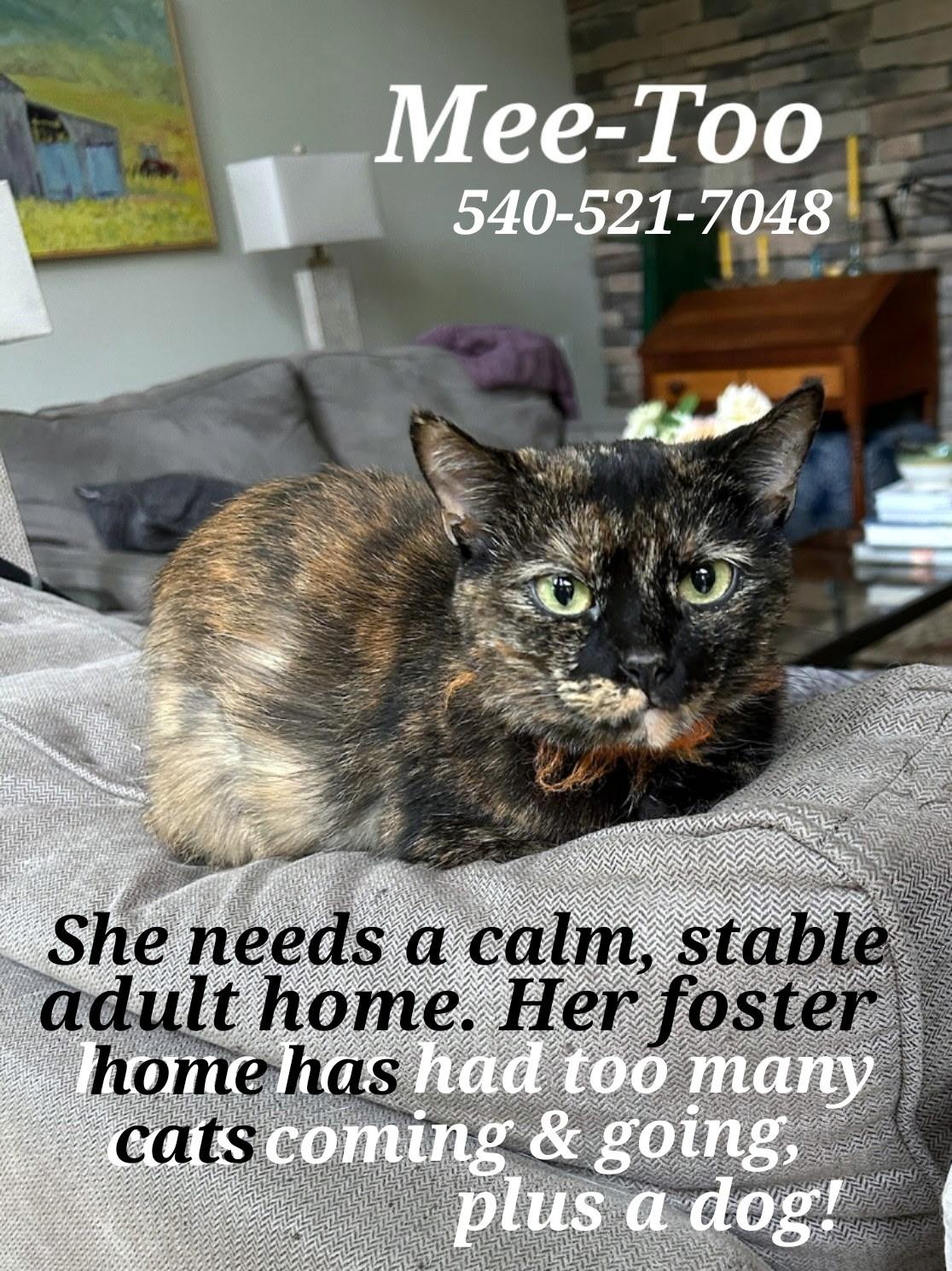 Mee-too, a Adoptable Tortoiseshell in Staunton, VA image 2/2