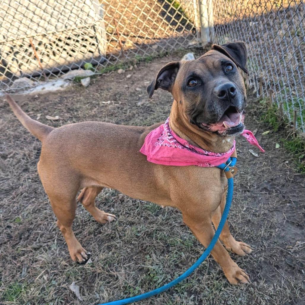 Lumi (ADOPTION FEE SPONSORED), Adoptable, Senior Female Mixed Breed.