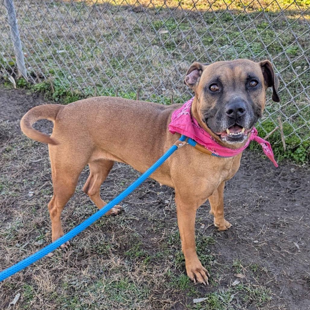 Enlarge Lumi (ADOPTION FEE SPONSORED), a Adoptable Mixed Breed in Columbiana, AL image 2/6