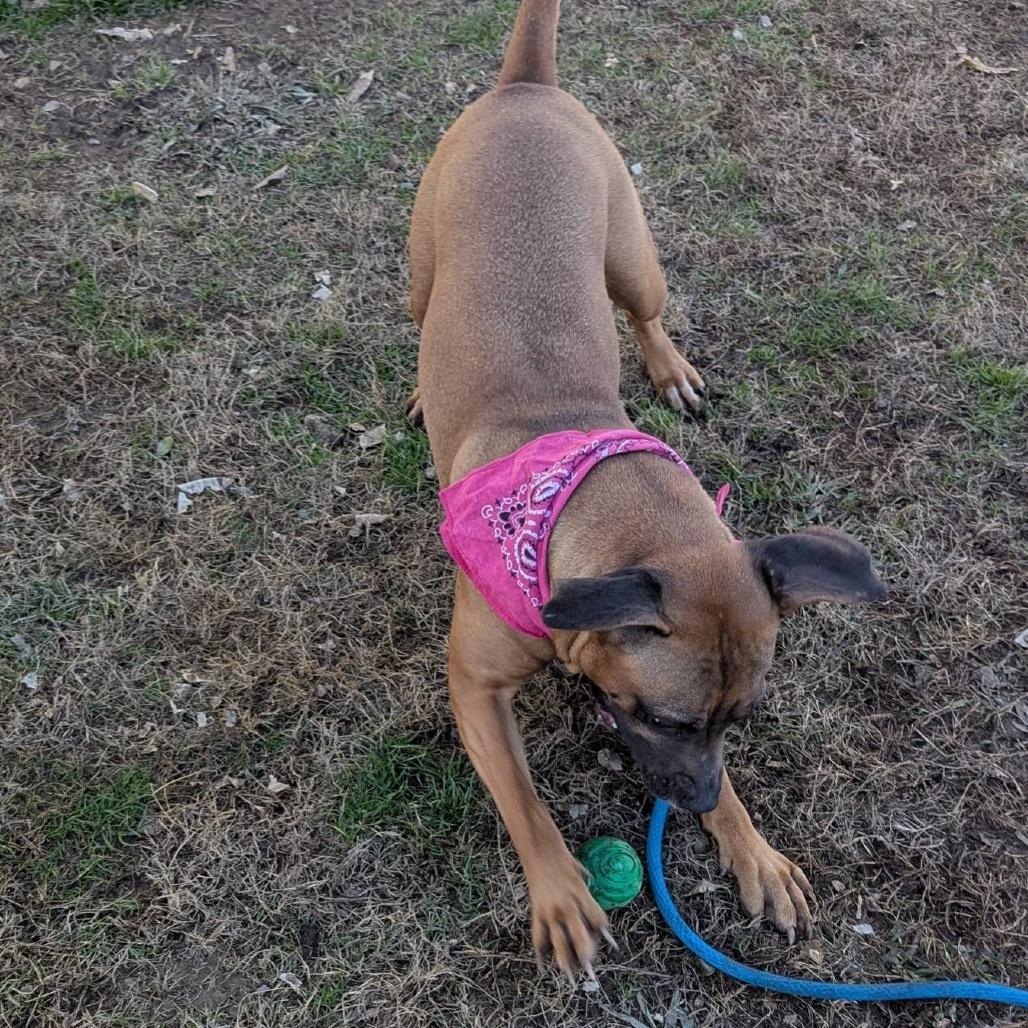 Enlarge Lumi (ADOPTION FEE SPONSORED), a Adoptable Mixed Breed in Columbiana, AL image 3/6