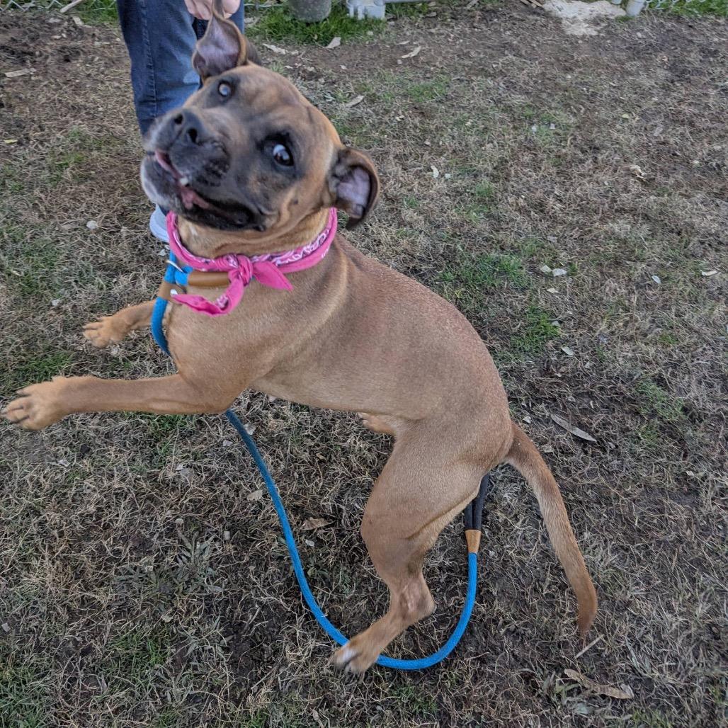 Enlarge Lumi (ADOPTION FEE SPONSORED), a Adoptable Mixed Breed in Columbiana, AL image 5/6