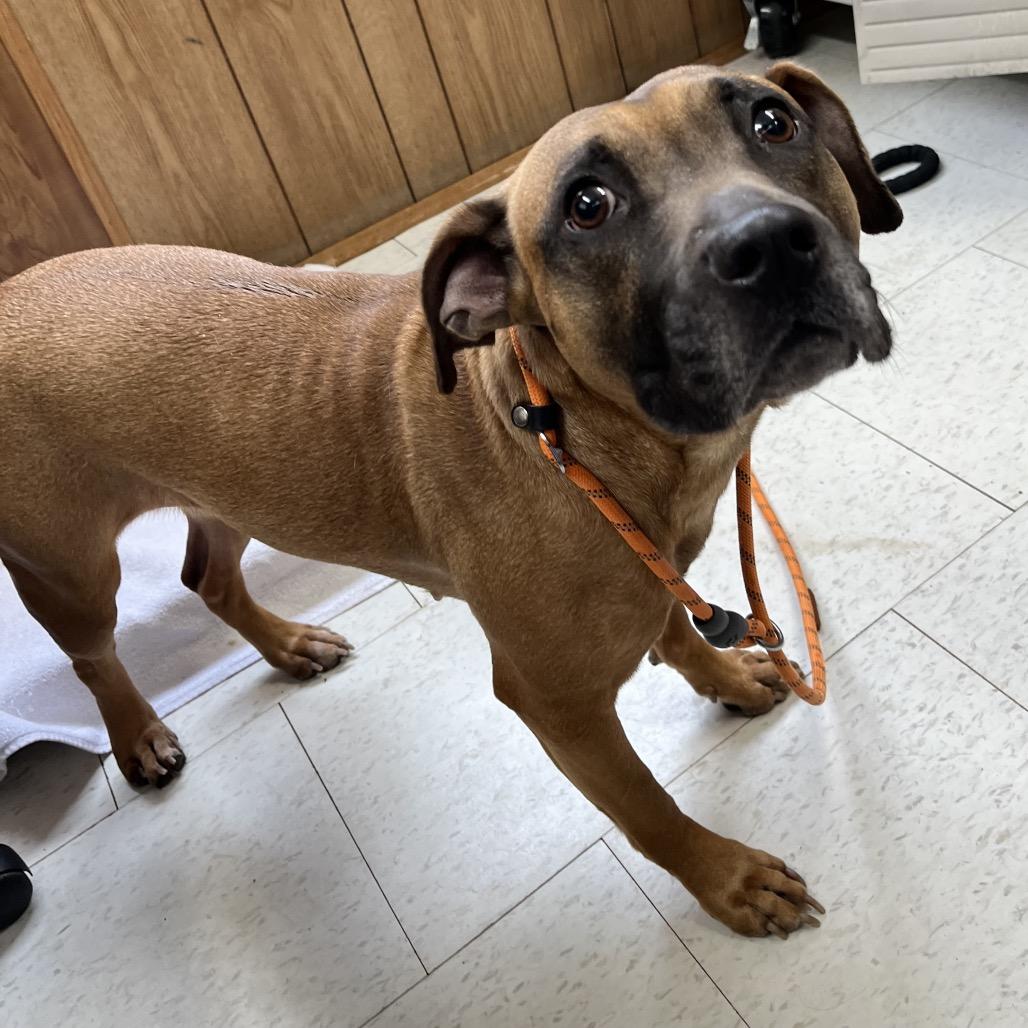 Enlarge Lumi (ADOPTION FEE SPONSORED), a Adoptable Mixed Breed in Columbiana, AL image 6/6