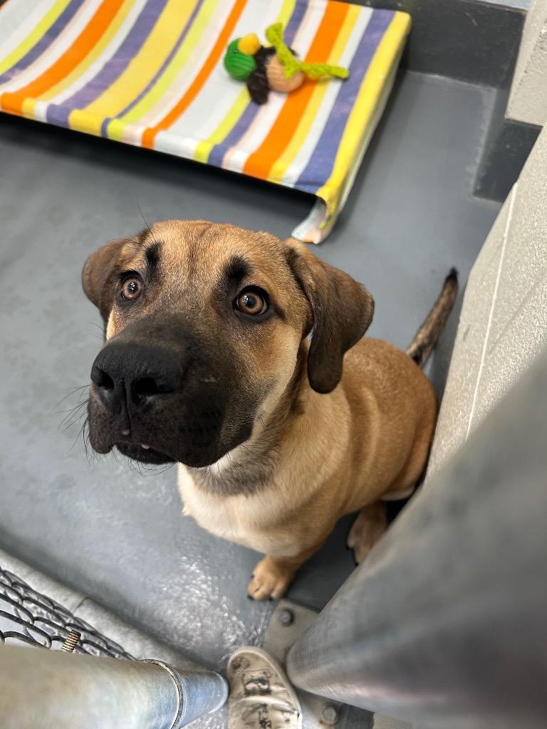 Enlarge Poncho, a Adoptable mixed breed in Johnson City, TN image 1/1