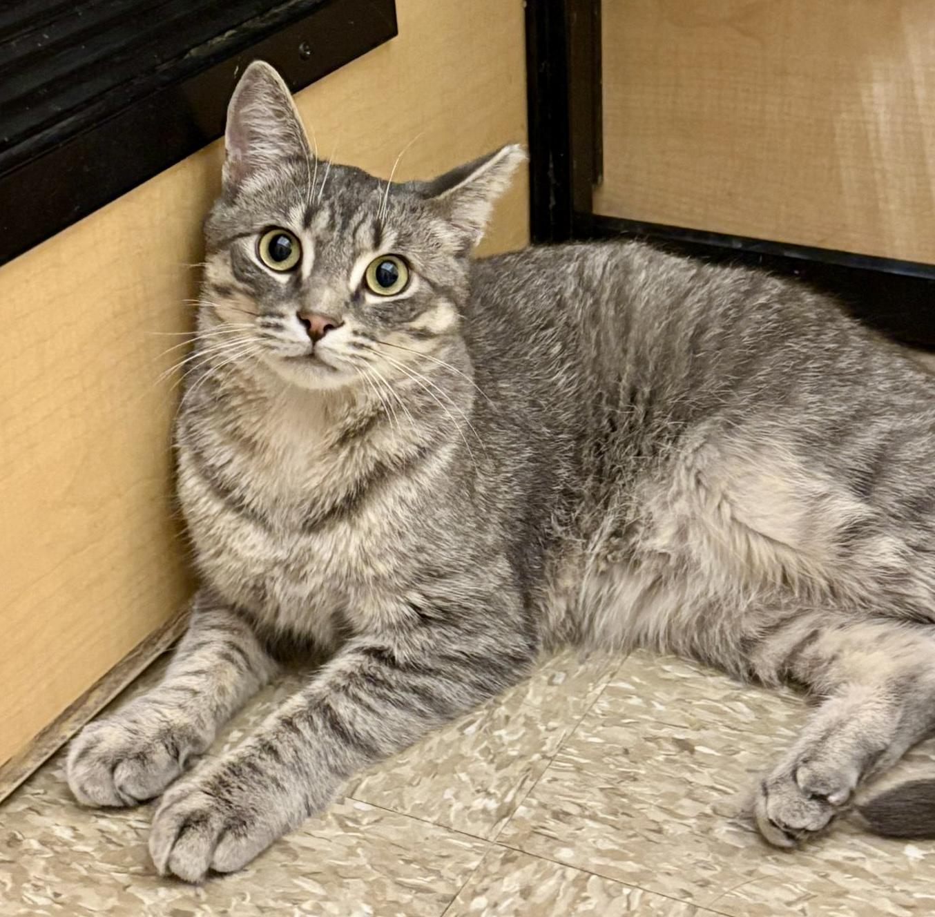 Hero, a ADOPTABLE mixed breed in Brampton, ON image 3/6