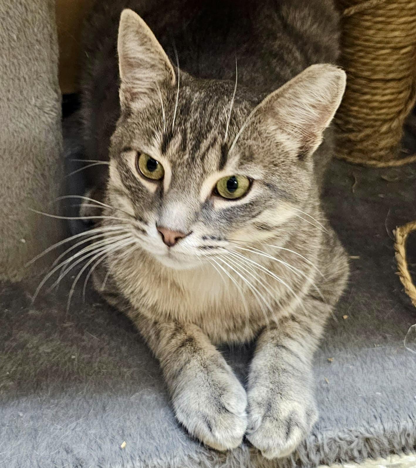 Hero, ADOPTABLE, Young Male Tabby & Domestic Short Hair.