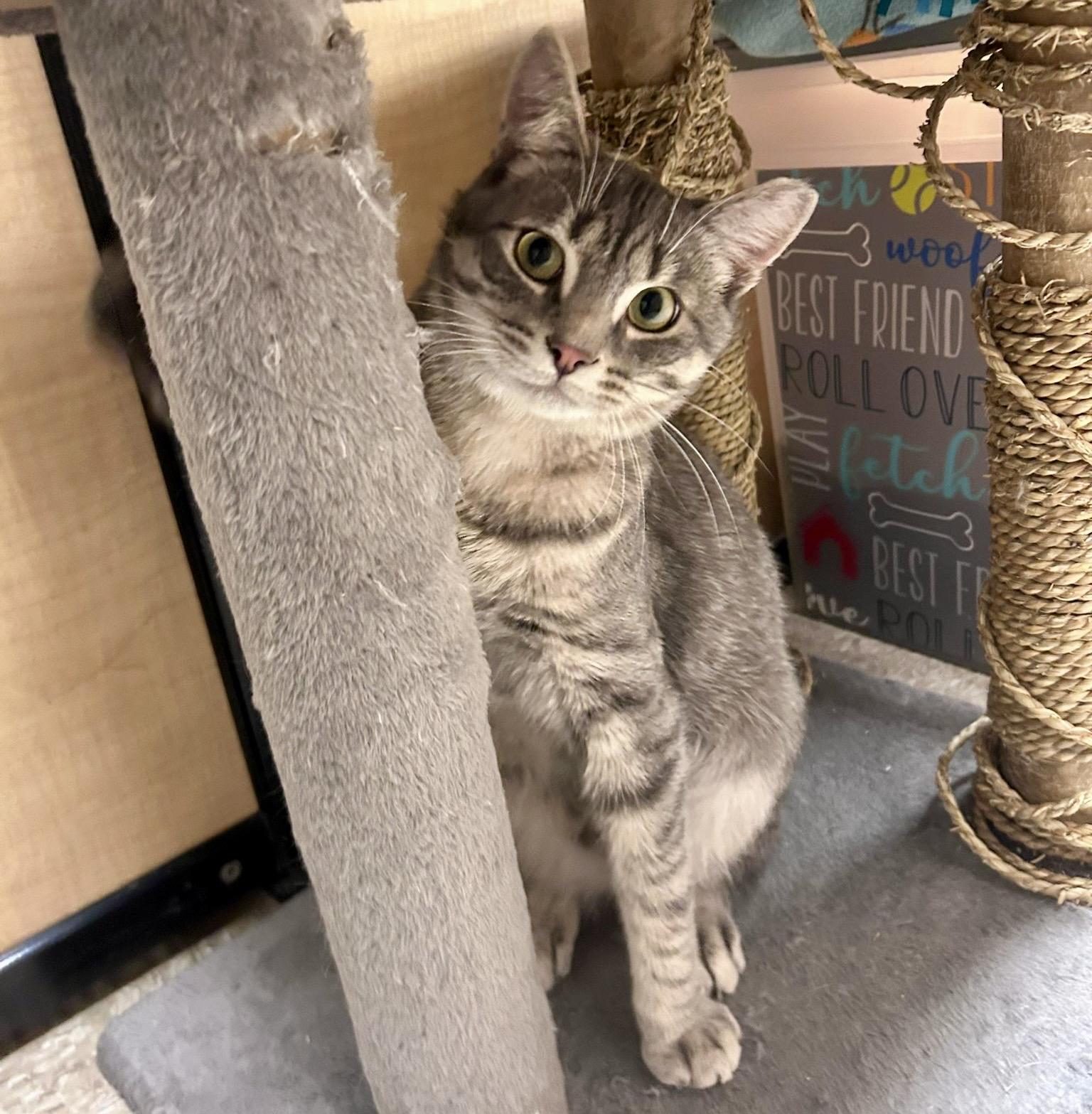 Hero, a ADOPTABLE mixed breed in Brampton, ON image 2/6