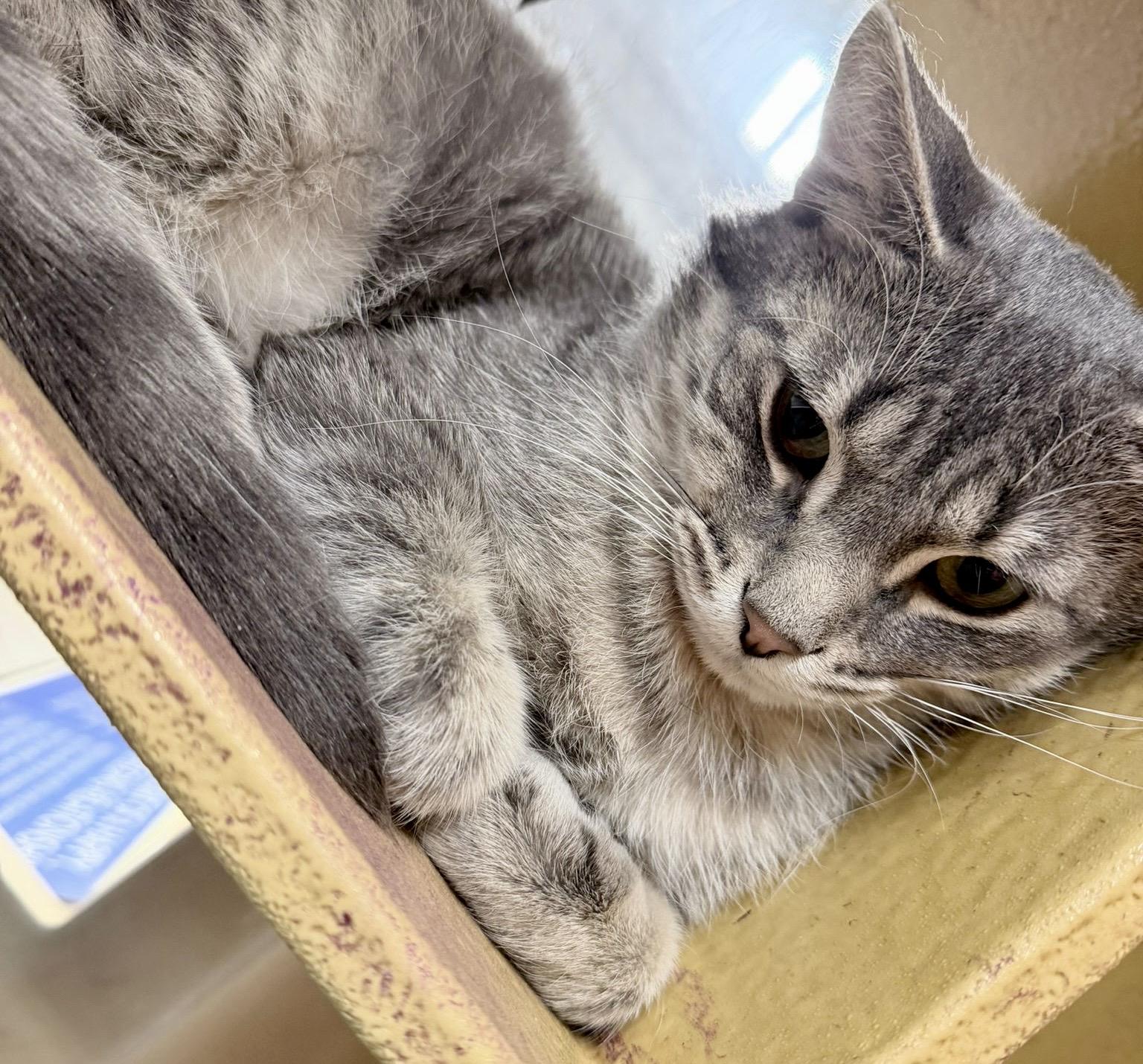 Hero, a ADOPTABLE mixed breed in Brampton, ON image 1/6