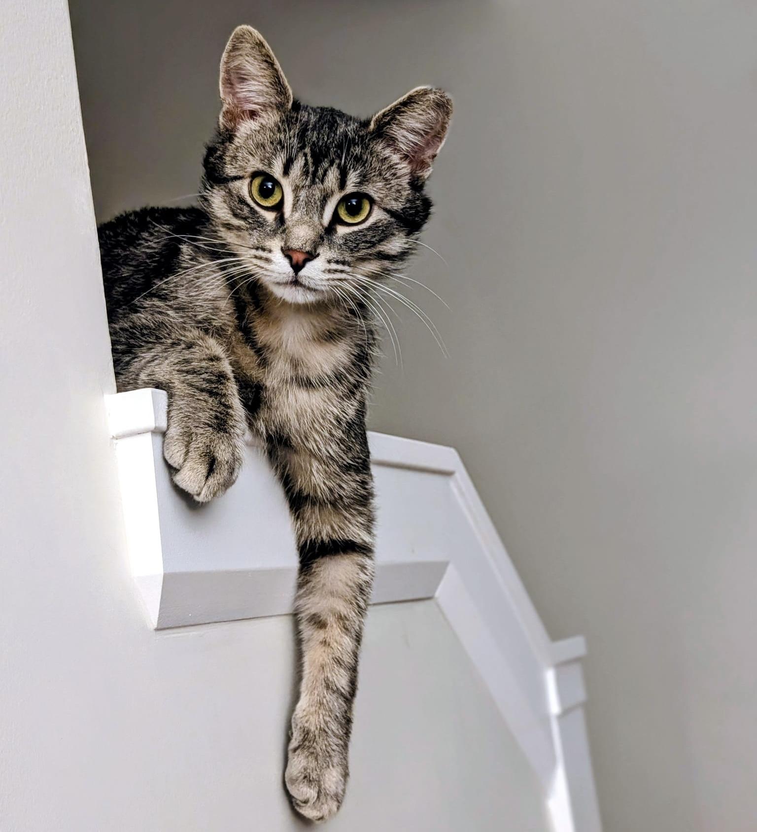 Hero, a ADOPTABLE mixed breed in Brampton, ON image 2/6