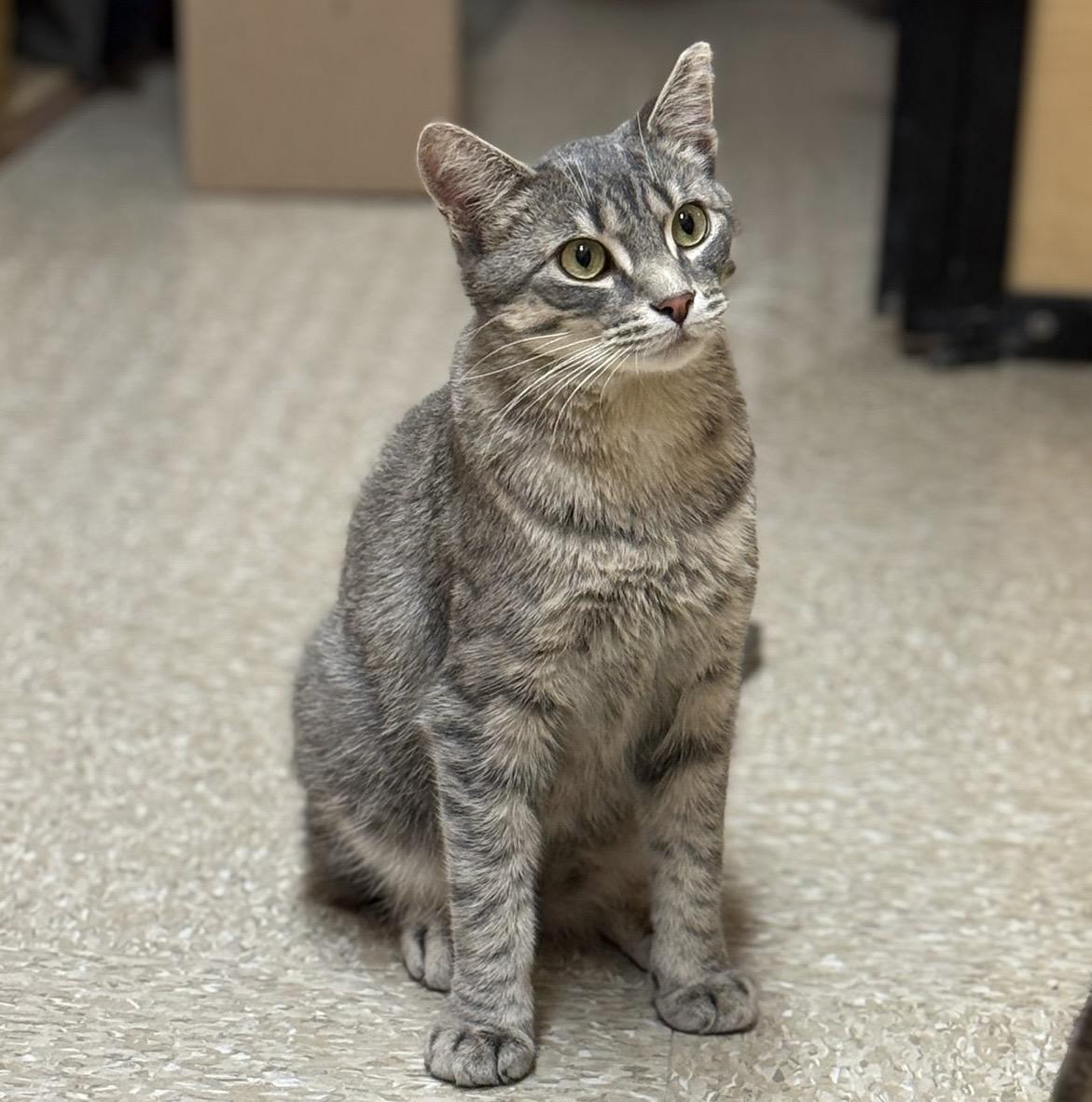 Hero, a ADOPTABLE mixed breed in Brampton, ON image 4/6
