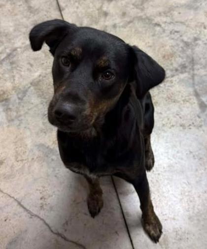 Mimi, a Adoptable mixed breed in Lampasas, TX image 1/2