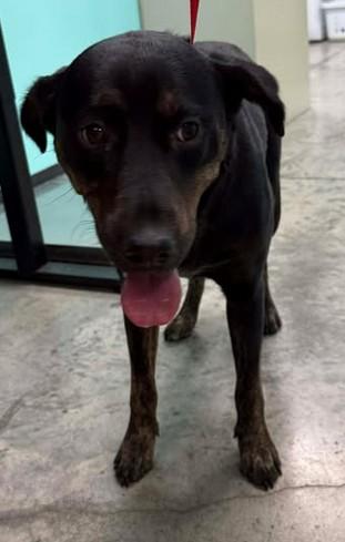 Mimi, a Adoptable mixed breed in Lampasas, TX image 2/2