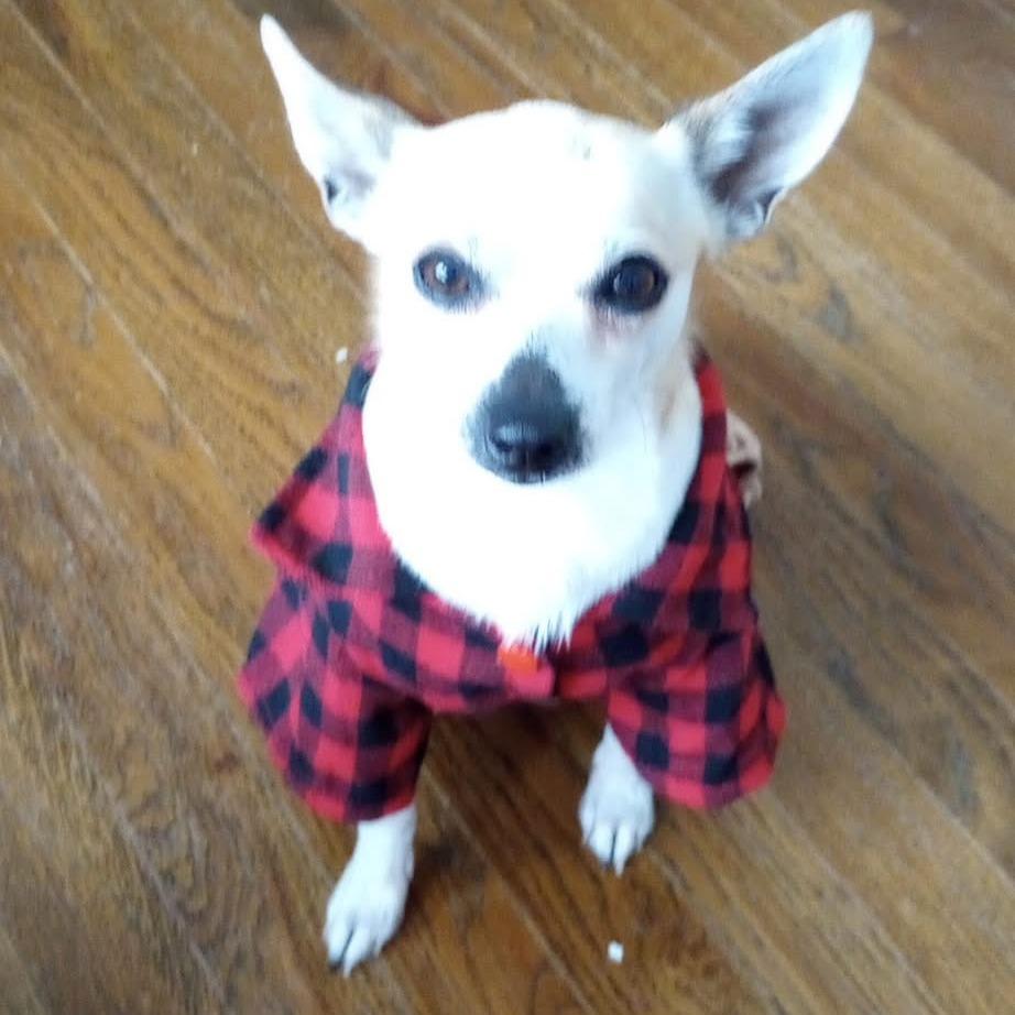 Enlarge Angel, a Adoptable mixed breed in Olathe, KS image 2/3