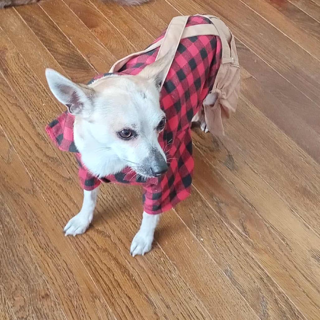 Enlarge Angel, a Adoptable mixed breed in Olathe, KS image 3/3