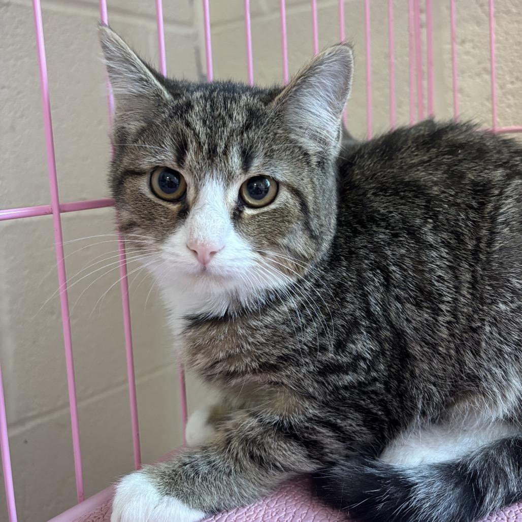 Art, Adoptable, Kitten Male Domestic Short Hair.