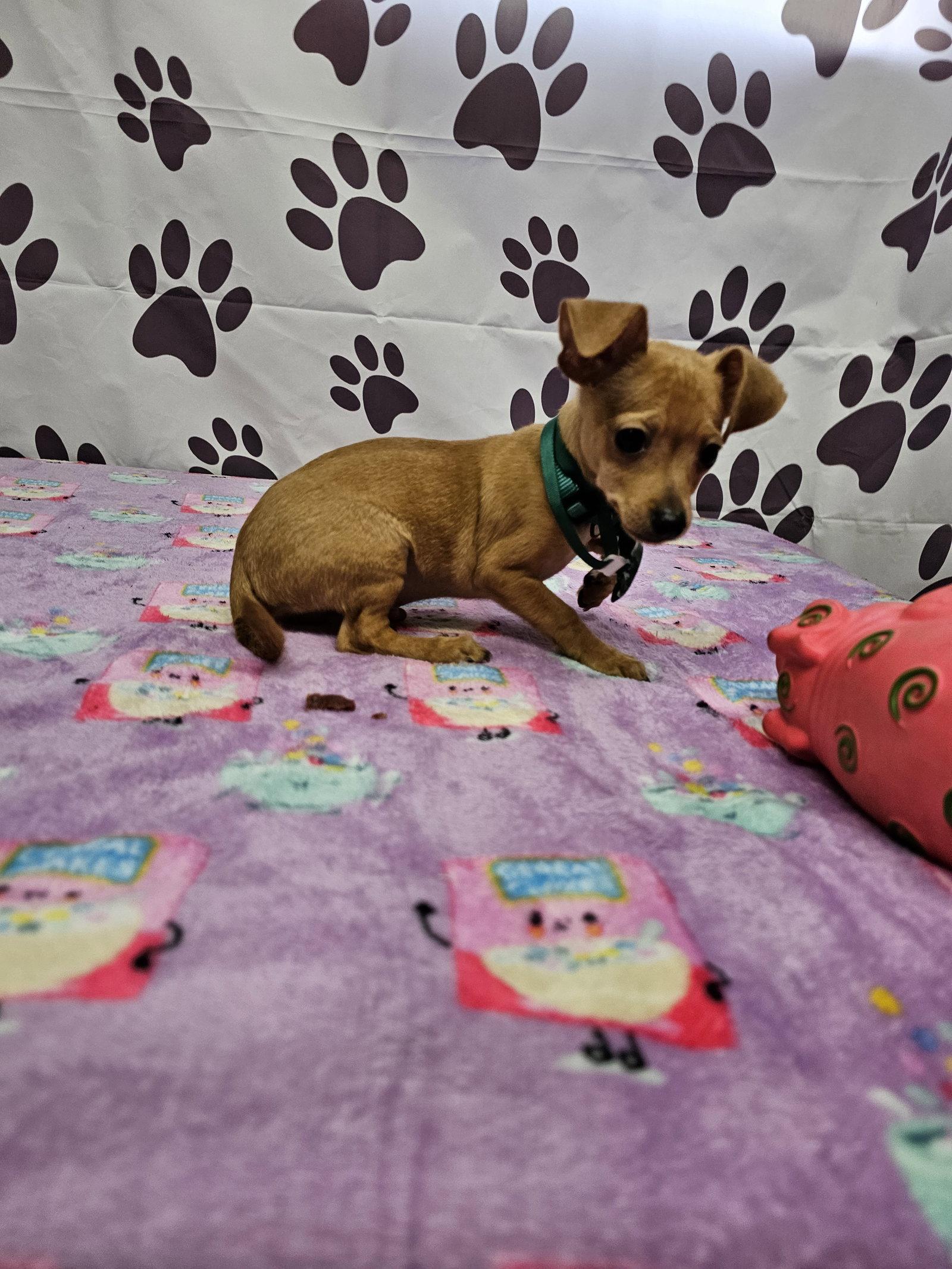 Bleu Cheese, Adoptable, Young Male Chihuahua & Dachshund.