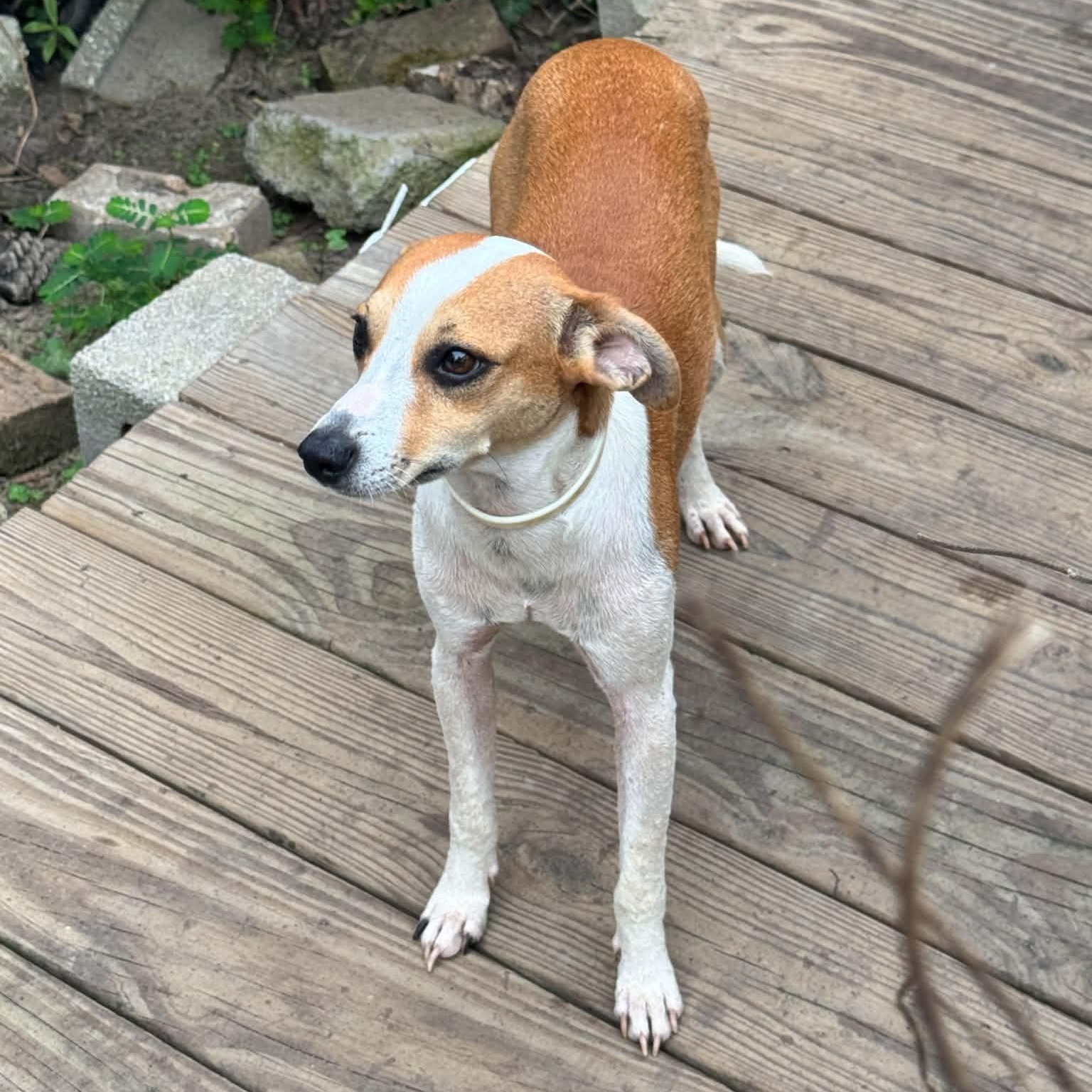 Enlarge Rudy, a Adoptable mixed breed in Hagerstown, MD image 3/3