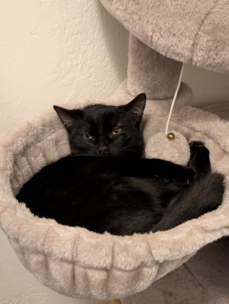 Frodo, Adoptable, Kitten Male Domestic Short Hair.