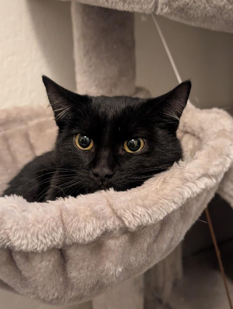 Enlarge Frodo, a Adoptable mixed breed in tucson, AZ image 2/5