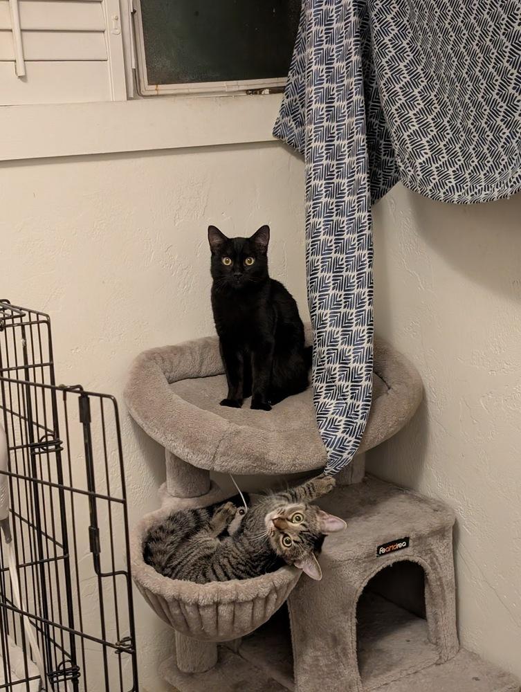 Enlarge Frodo, a Adoptable mixed breed in tucson, AZ image 3/5