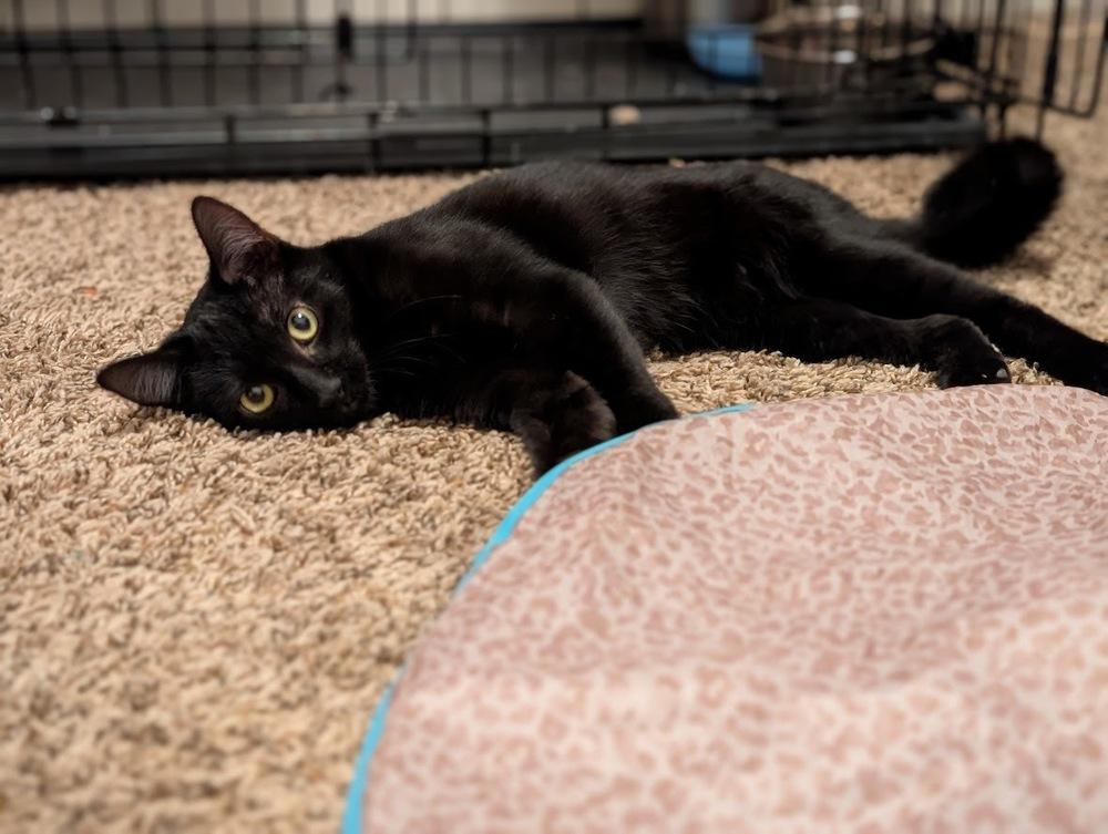 Enlarge Frodo, a Adoptable mixed breed in tucson, AZ image 4/5