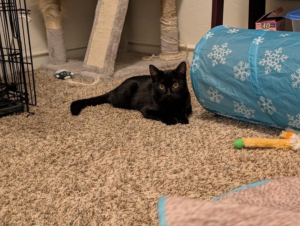 Enlarge Frodo, a Adoptable mixed breed in tucson, AZ image 5/5