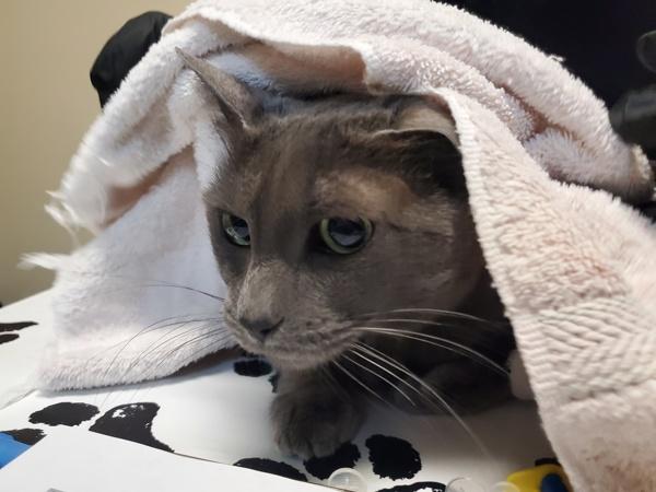 Heather Grey, Adoptable, Adult Female Domestic Short Hair.