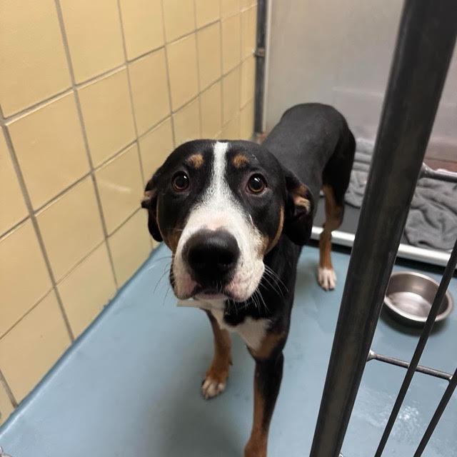 Finn, Adoptable, Young Male Bernese Mountain Dog & Greater Swiss Mountain Dog.