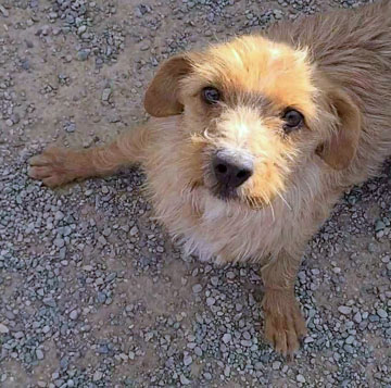 Enlarge Shaggy, a Adopted Cairn Terrier in Pahrump, NV image 1/2