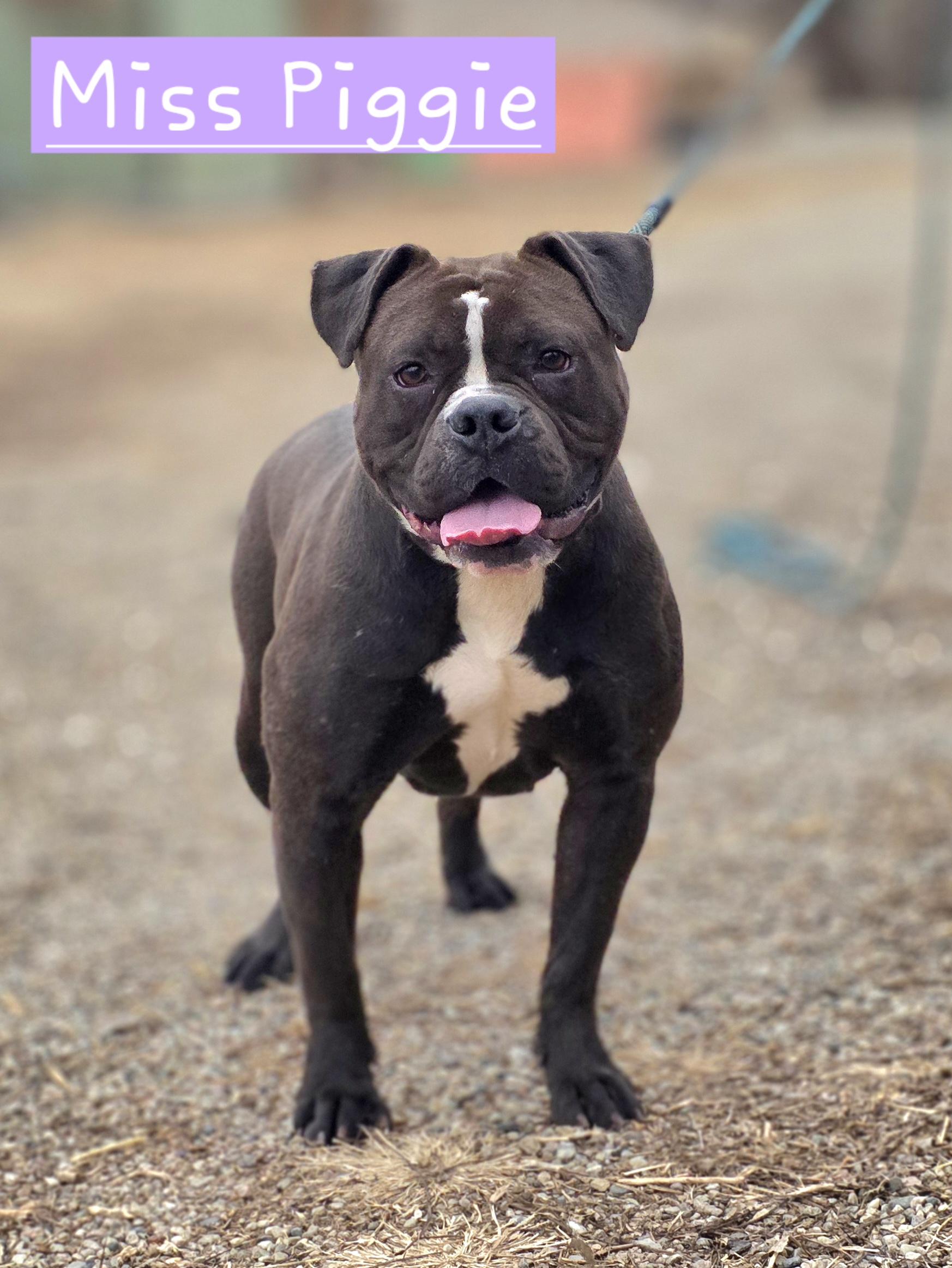 Miss Piggie , a ADOPTABLE American Bulldog in Walthill, NE image 1/2