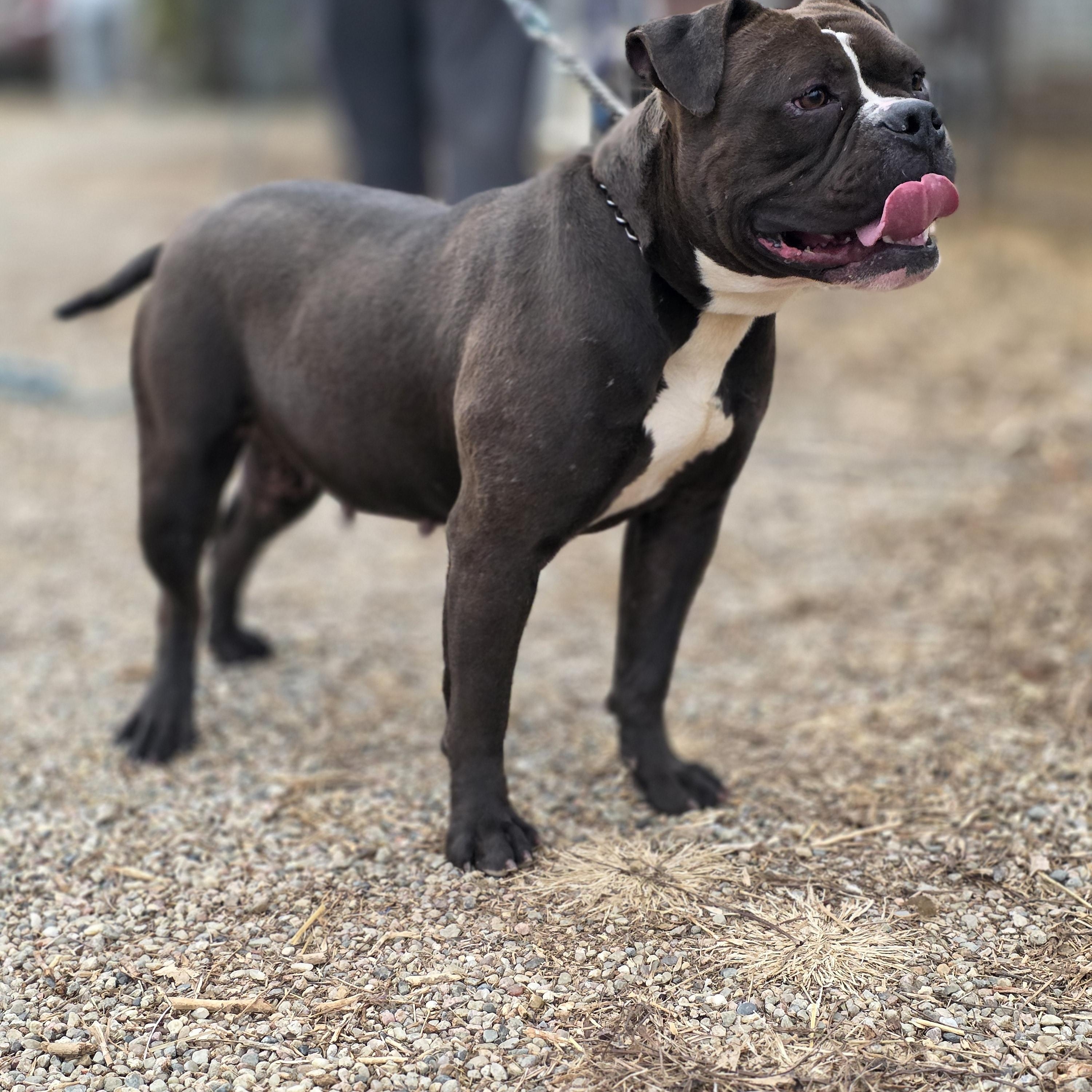 Miss Piggie , a ADOPTABLE American Bulldog in Walthill, NE image 2/2