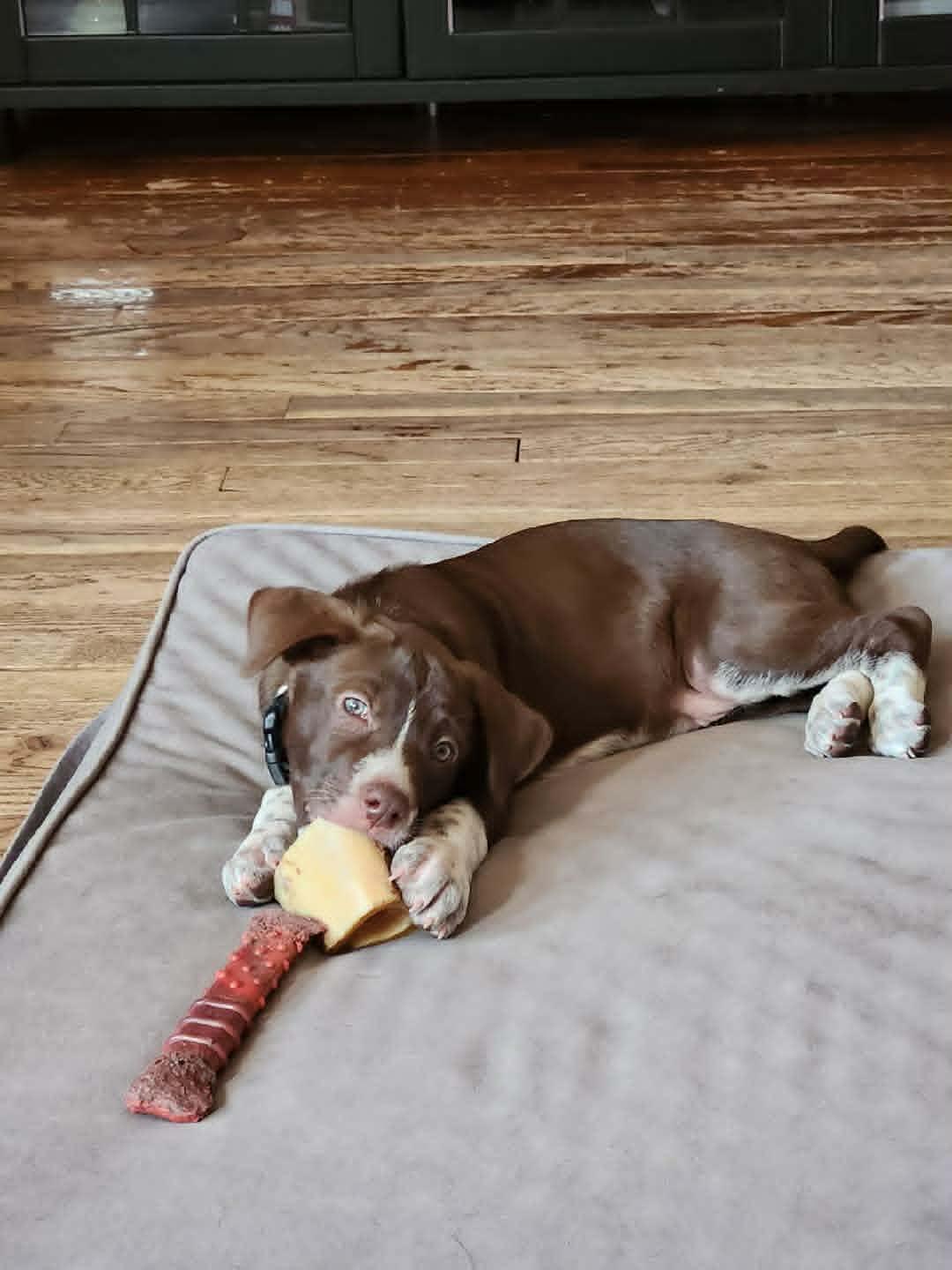 Enlarge Maple Frappe, a ADOPTABLE mixed breed in Byron, IL image 3/3