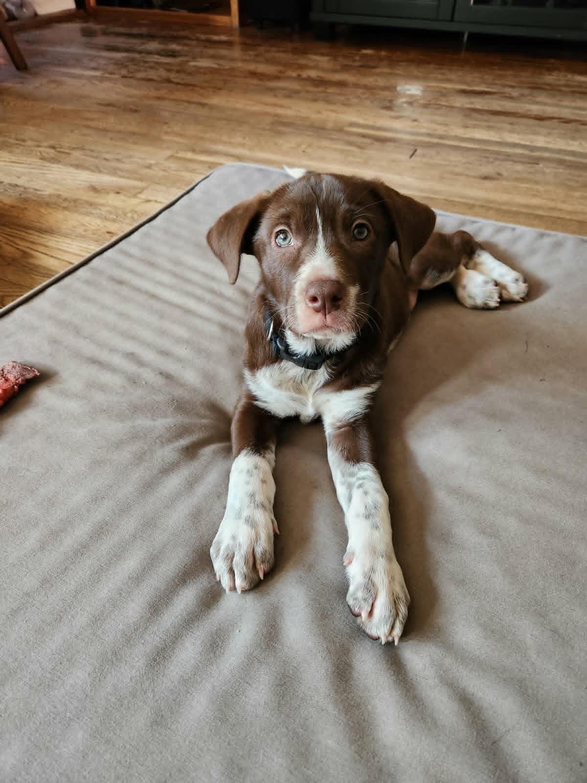 Maple Frappe, ADOPTABLE, Puppy Female Chocolate Labrador Retriever & German Shepherd Dog.