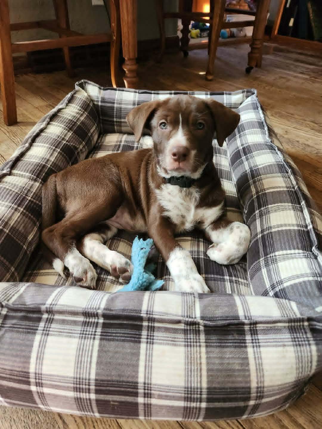 Enlarge Maple Frappe, a ADOPTABLE mixed breed in Byron, IL image 2/3
