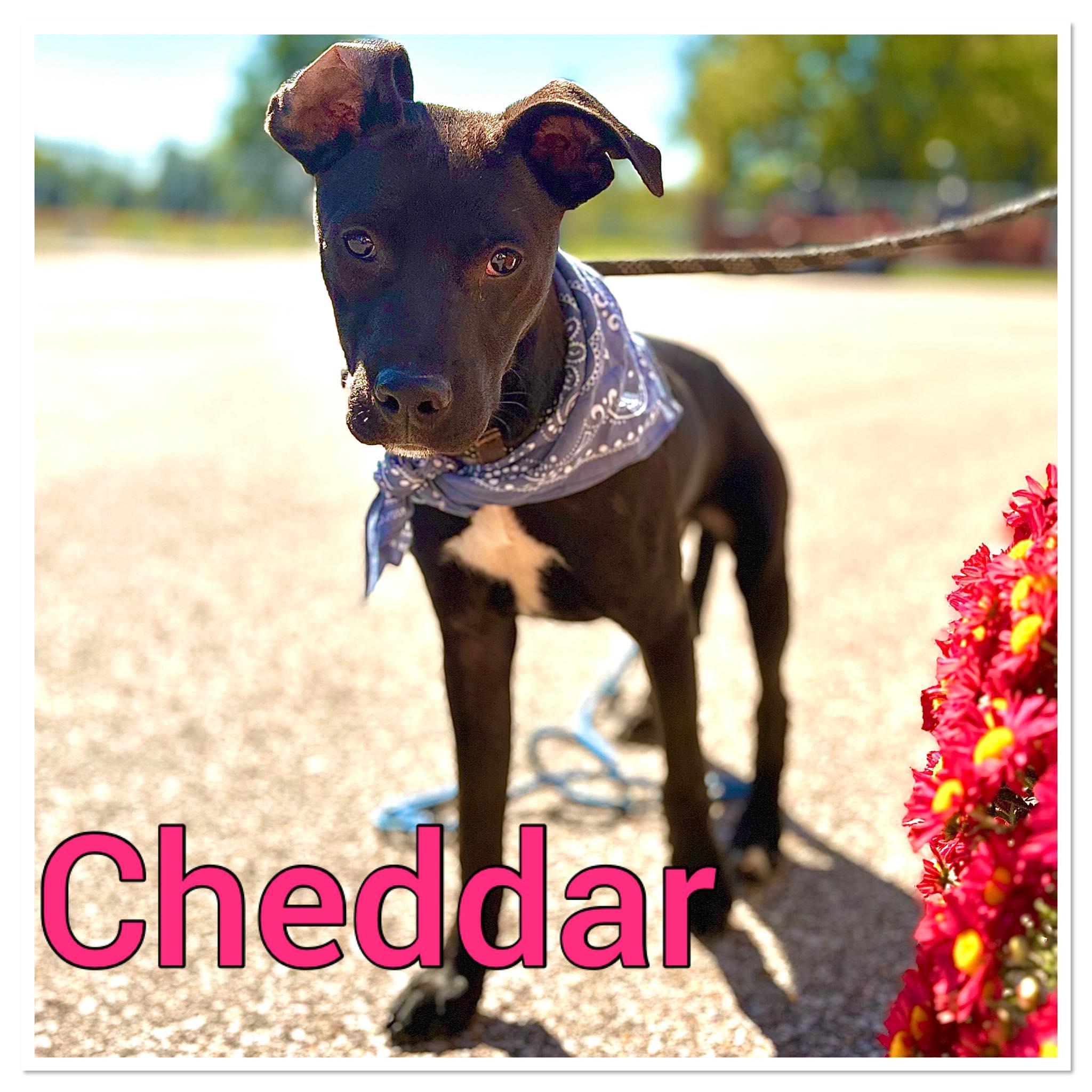 Cheddar #25196