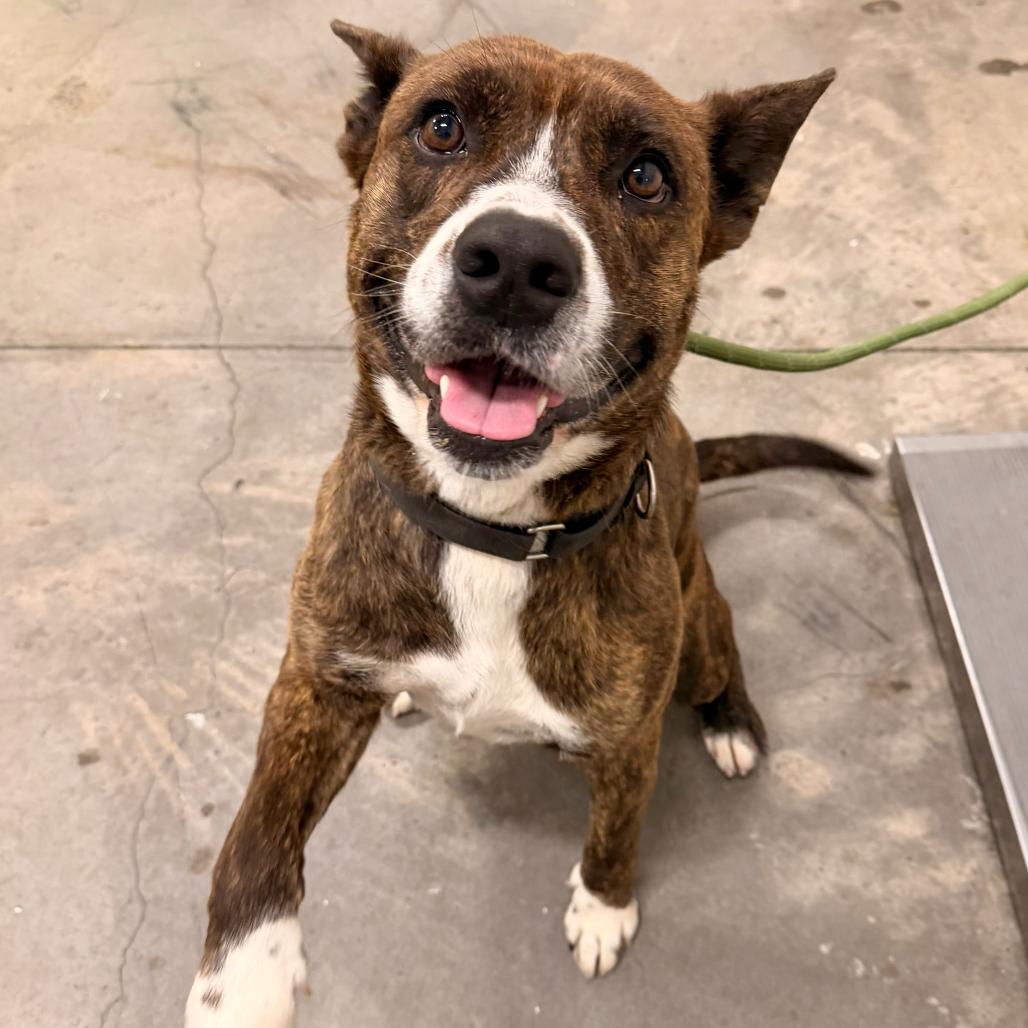 Enlarge Winslow, a Adoptable mixed breed in Apache Junction, AZ image 1/6