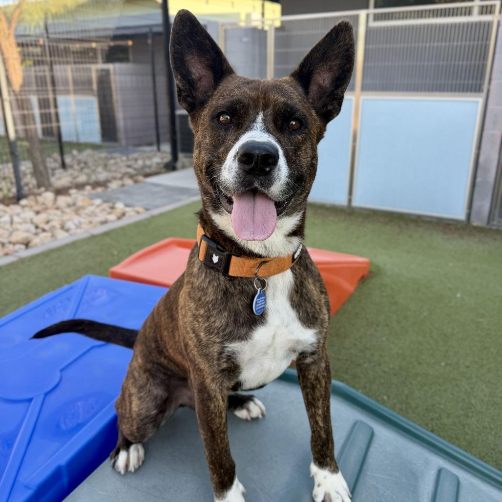 Winslow, a Adoptable mixed breed in Apache Junction, AZ image 2/6