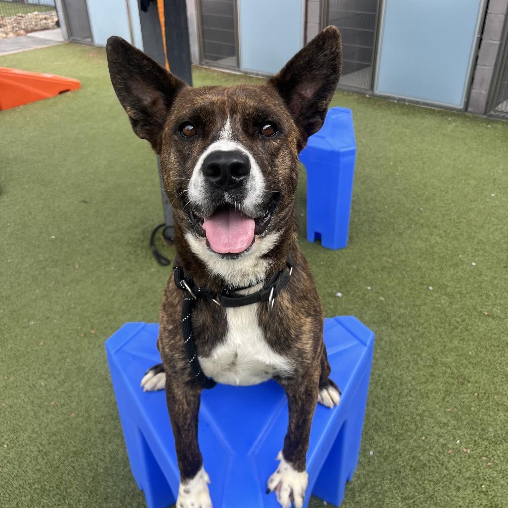 Enlarge Winslow, a Adoptable mixed breed in Apache Junction, AZ image 2/6