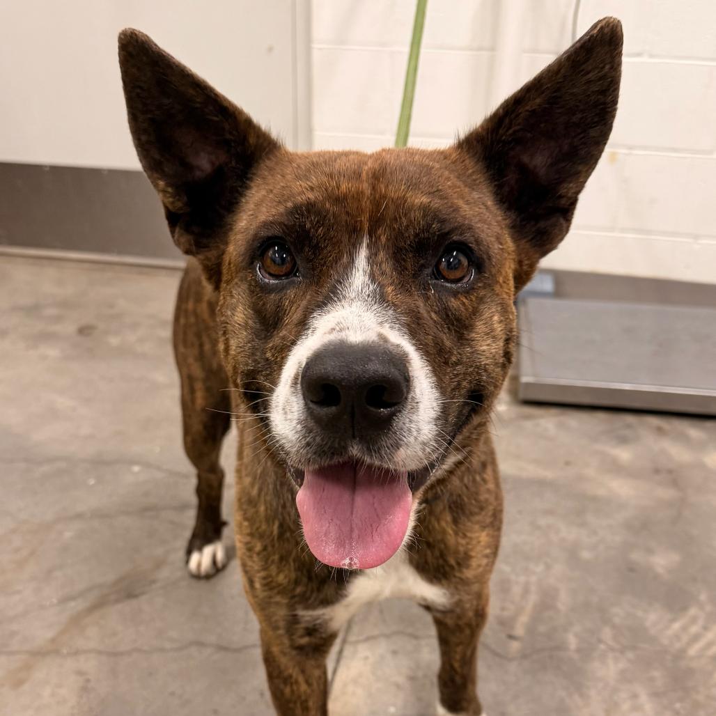 Enlarge Winslow, a Adoptable mixed breed in Apache Junction, AZ image 3/6