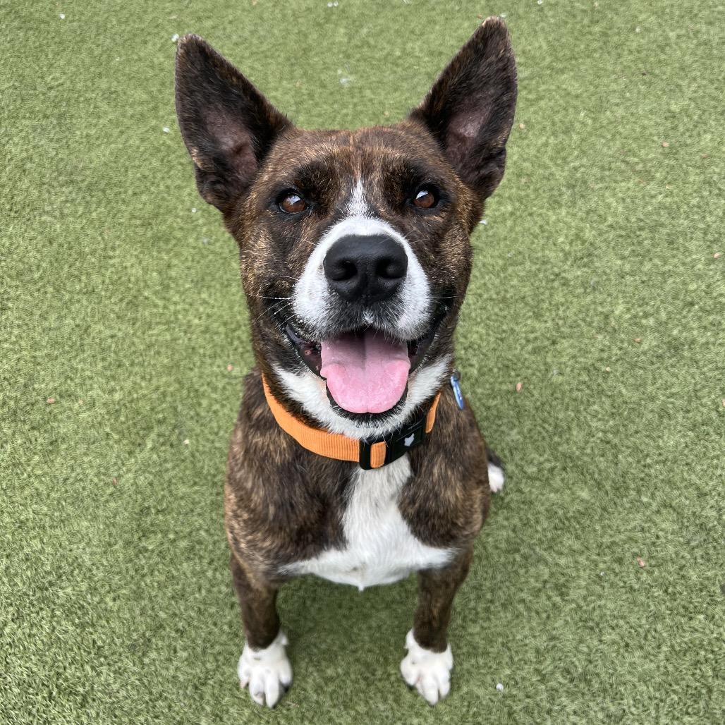 Enlarge Winslow, a Adoptable mixed breed in Apache Junction, AZ image 4/6