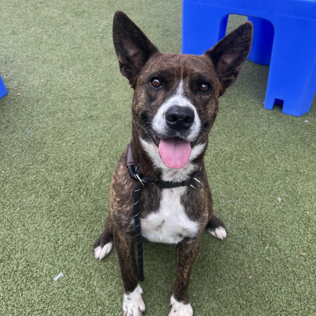 Enlarge Winslow, a Adoptable mixed breed in Apache Junction, AZ image 5/6