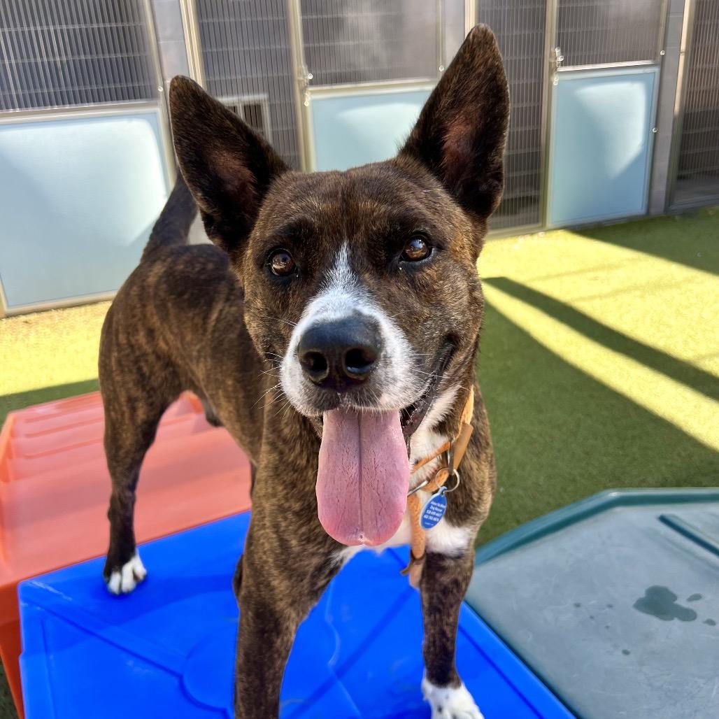 Enlarge Winslow, a Adoptable mixed breed in Apache Junction, AZ image 6/6