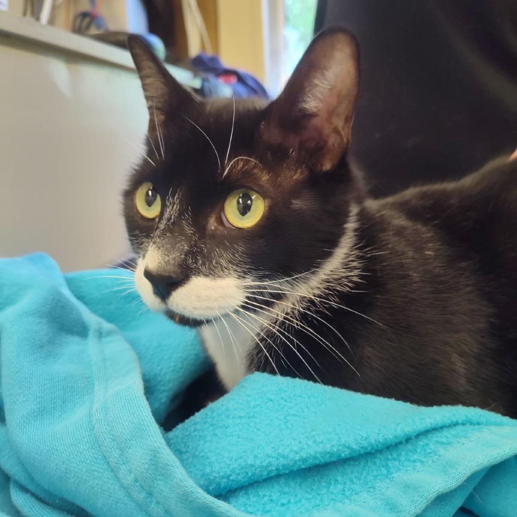 Enlarge Oreo, a Adoptable Domestic Short Hair in Lake Panasoffkee, FL image 1/1