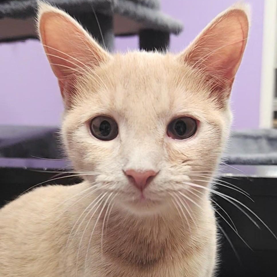 Enlarge Venus, a Adopted Domestic Short Hair in Stow, MA image 4/6