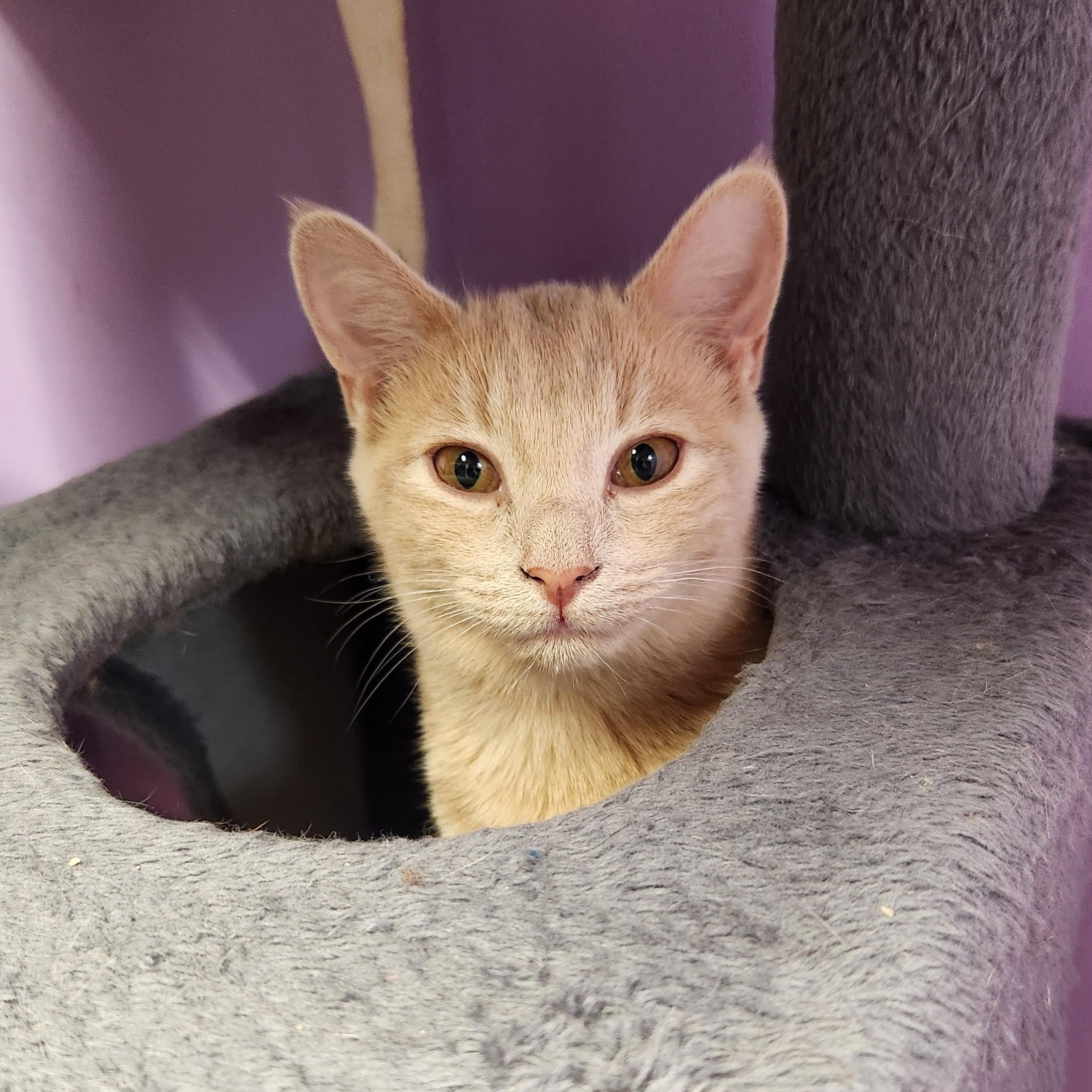 Enlarge Venus, a Adopted Domestic Short Hair in Stow, MA image 1/6