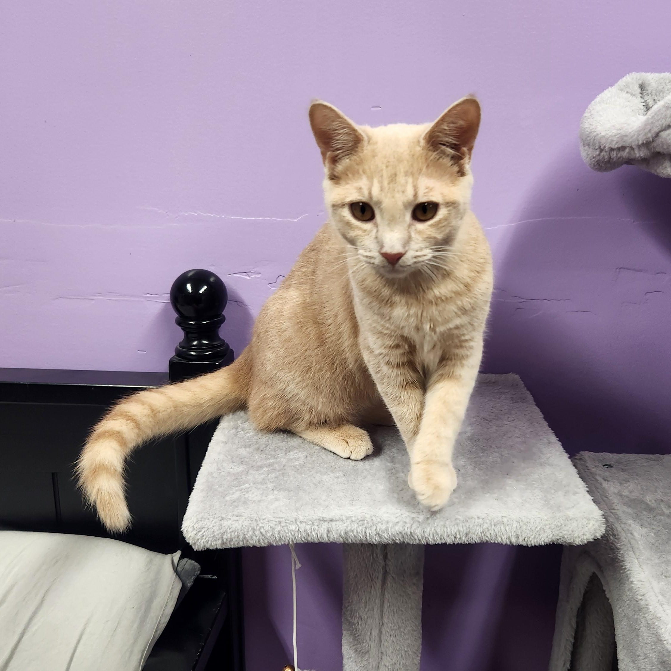 Enlarge Venus, a Adopted Domestic Short Hair in Stow, MA image 3/6